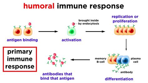 What Would Happen To A Person Who Lacks Humoral Immunity? Quick Answer - Ecurrencythailand.com