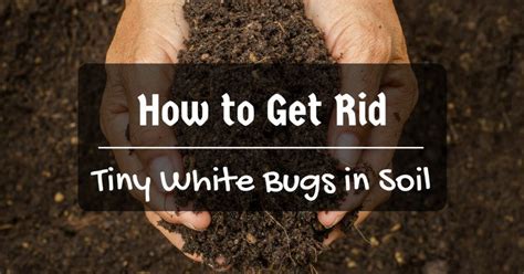 How To Get Rid Of Tiny White Bugs In Houseplant Soil | Psoriasisguru.com