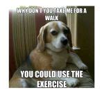 Funny Dog Memes - Great Memes About Dogs - Slapwank