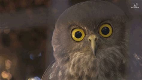 Owl-stare GIFs - Get the best GIF on GIPHY