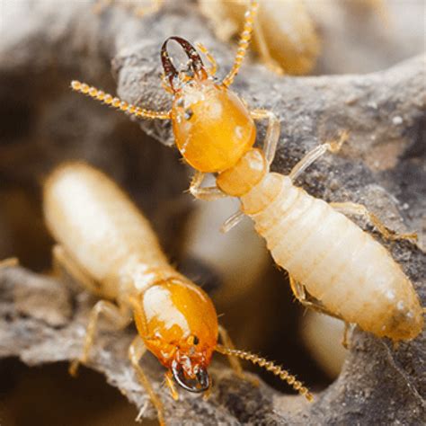 Termite infestation - What does it actually mean? | House Inspections Melbourne