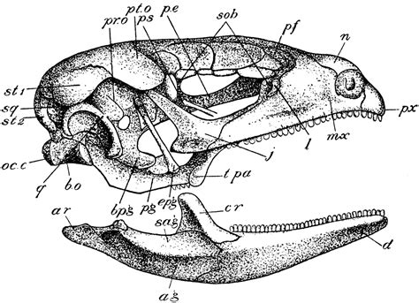 Lizard Skull | ClipArt ETC