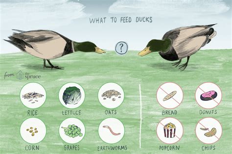 What to Feed Ducks - Best Duck Food