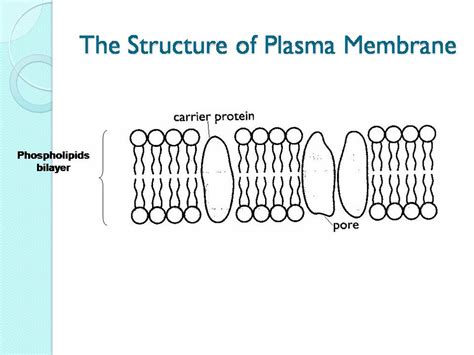 Diagram Structure Of Plasma Membrane