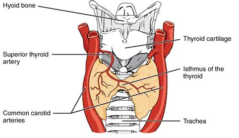 File:Anterior thyroid.jpg - Wikimedia Commons