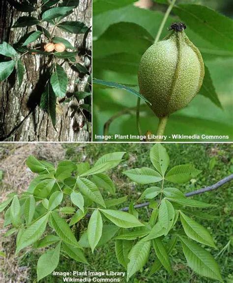 Hickory Trees: Types, Bark, Leaves, Nuts (Pictures) - Identification Guide