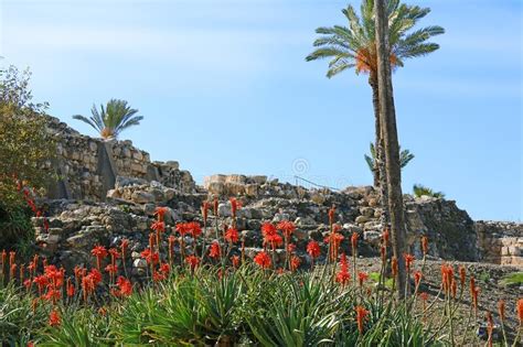 Tel Megiddo Ancient Settlement in Israel Stock Image - Image of armageddon, religion: 269526753