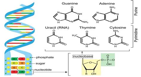 Uracil Structure Vs Thymine