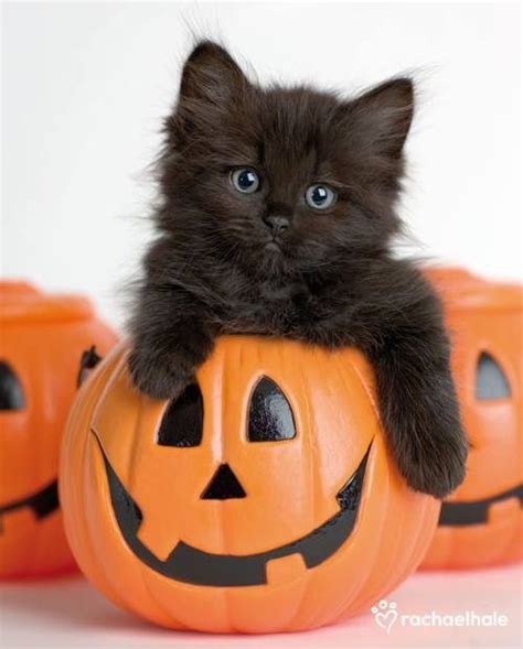 A gallery of Halloween cats for your viewing pleasure | Kittens cutest ...