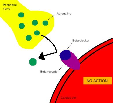 Discovery and development of beta-blockers - Wikipedia