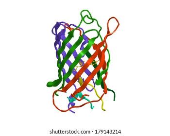 Structure Green Fluorescent Protein Gfp Stock Illustration 179143214 ...