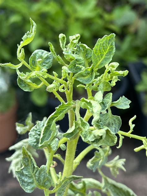 Curled Tomato Leaves & Herbicide Damage - The Gourmantic Garden