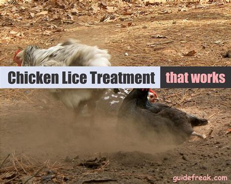 Chicken Lice Treatment that Works like Magic - Guidefreak