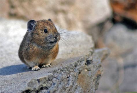 12 Things You Didn’t Know About Crater Lake National Park (2022)