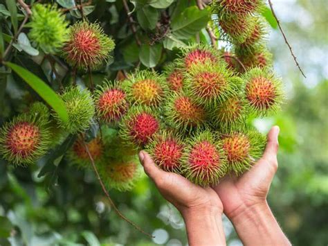 Dragon fruit - Texas Fishing Forum