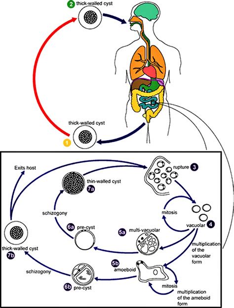 Blastocystis & blastocystis hominis, causes, symptoms, diagnosis ...