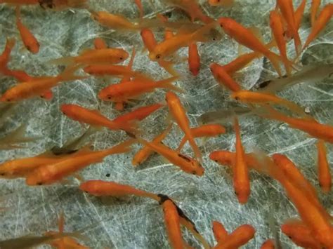 Feeder Goldfish Care Guide and Species Profile | Fishkeeping World