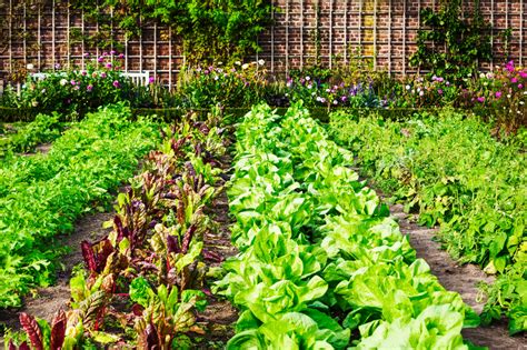 Growing vegetables in raised beds | Vegetable garden tips