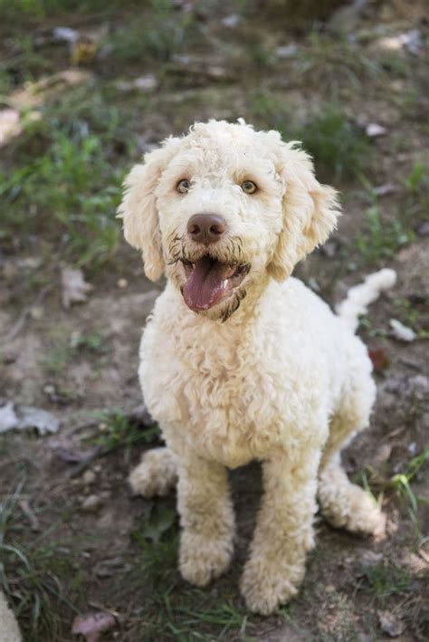 These Truffle-Hunting Puppies Will Melt Your Heart | Hypoallergenic dog ...