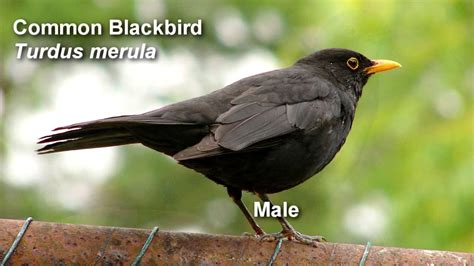 Blackbird - Common Blackbird Birdsong - YouTube