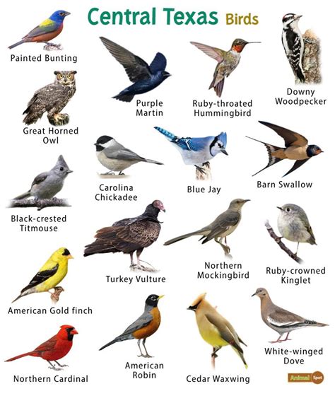 List of Common Birds Found in Texas – Facts with Pictures