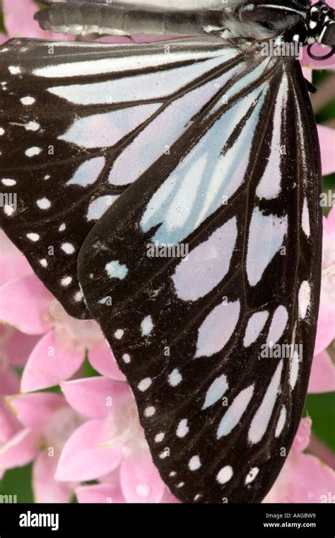 Wood nymph butterfly on star cluster (penta Stock Photo - Alamy