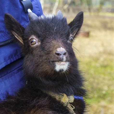 Close-up of a Cute Black Baby Goat on the Hands Stock Image - Image of ...