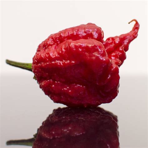 Carolina Reaper - World's Hottest Pepper - Uses, Heat & Flavor + Seeds