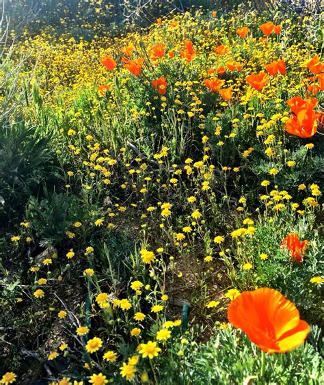 Antelope Valley Poppy Fields | Poppy field, Poppies, Outdoor