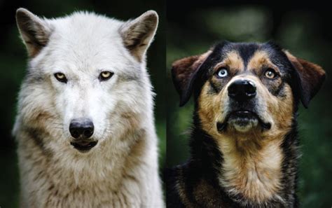 How Wolf Became Dog - Scientific American