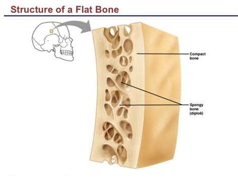 The Gross and Microscopic structure of a Long and a Flat Bone – Earth's Lab