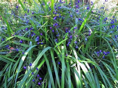 Dianella tasmanica | Australian native plants, Edging plants, Australian plants