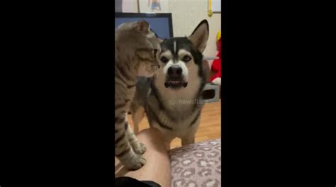 Hungry Husky shows his angry face when cat gets treats but not him ...