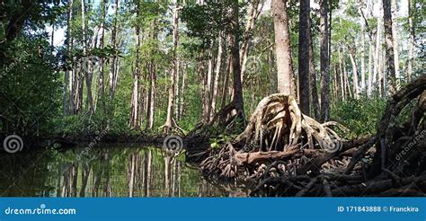 Mangrove Swamp, River and Forest. Philippines. Editorial Stock Photo - Image of river, summer ...