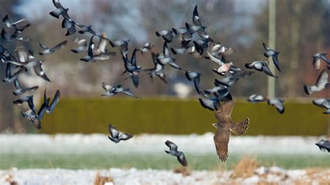 Eurasian Sparrowhawk and Northern Goshawk photo ID guide - BirdGuides