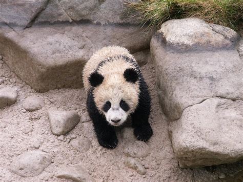 Giant panda by animalphotos on DeviantArt