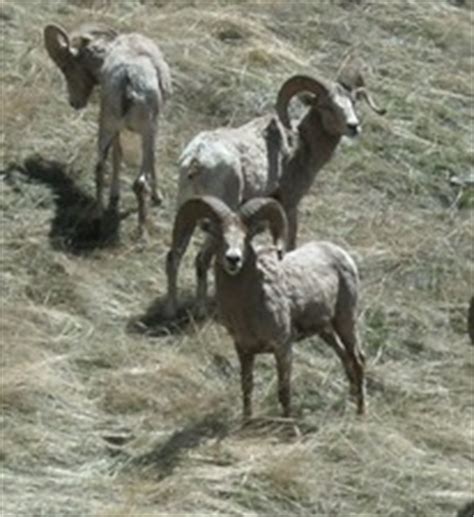 Montana Bighorn Sheep Hunting Guide & Outfitter for the Missouri Breaks