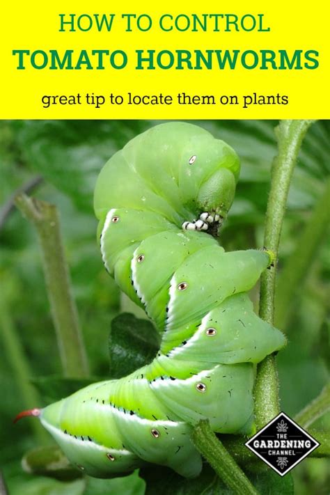 How to Control Tomato Hornworms - Gardening Channel