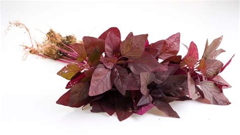 Amaranth Leaves: Nutrition and Health Benefits – NutritionFact.in