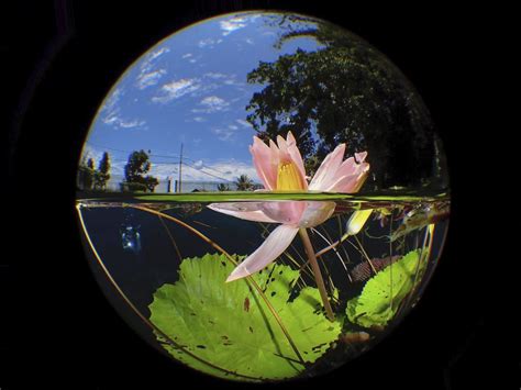 Winners Of Underwater Photographer Of The Year 2020 Contest | FREEYORK