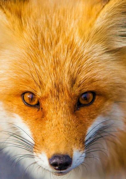 The face of the red fox is very close-up - Stock Image - Everypixel