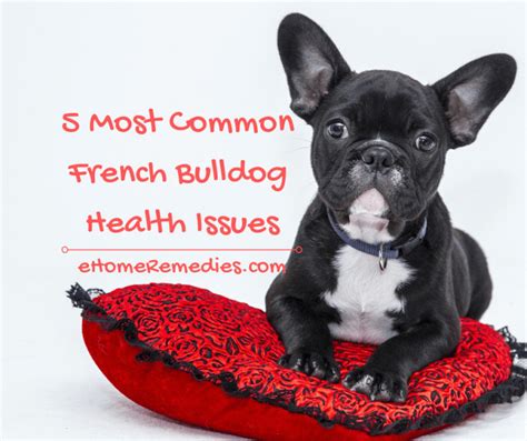 5 Most Common French Bulldog Health Issues