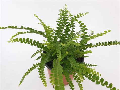 34 Best Indoor Fern Varieties for Houseplants