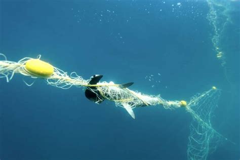 Shark Numbers Along The Great Barrier Reef Have Fallen By 92% In Just 50 Years