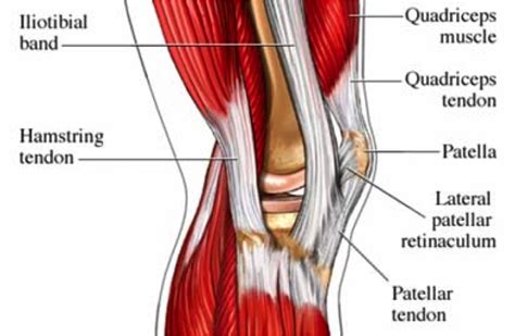 Fascia, Bones, and Muscles – BeingHuman