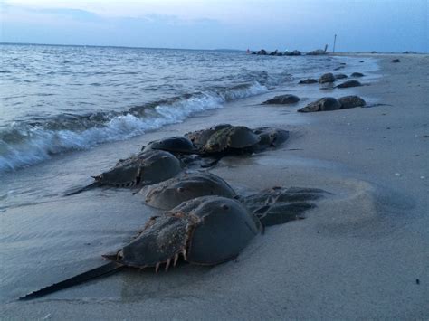 Northeast Coastal and Barrier Network Species Spotlight: Atlantic Horseshoe Crab (U.S. National ...