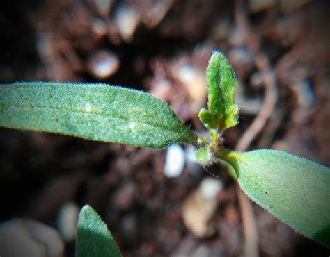 Planted Datura stramonium seeds 4 months ago... Just a few days ago they sprouted! : r/Datura