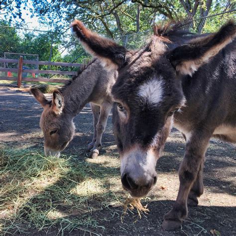 Miniature Donkeys | Beacon Hill Children's Farm