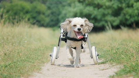 Homemade Dog Wheelchair Pvc - Homemade Ftempo