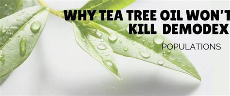 2-why-tea-tree-oil-wont-kill-demodex - Ungex | Demodex treatment